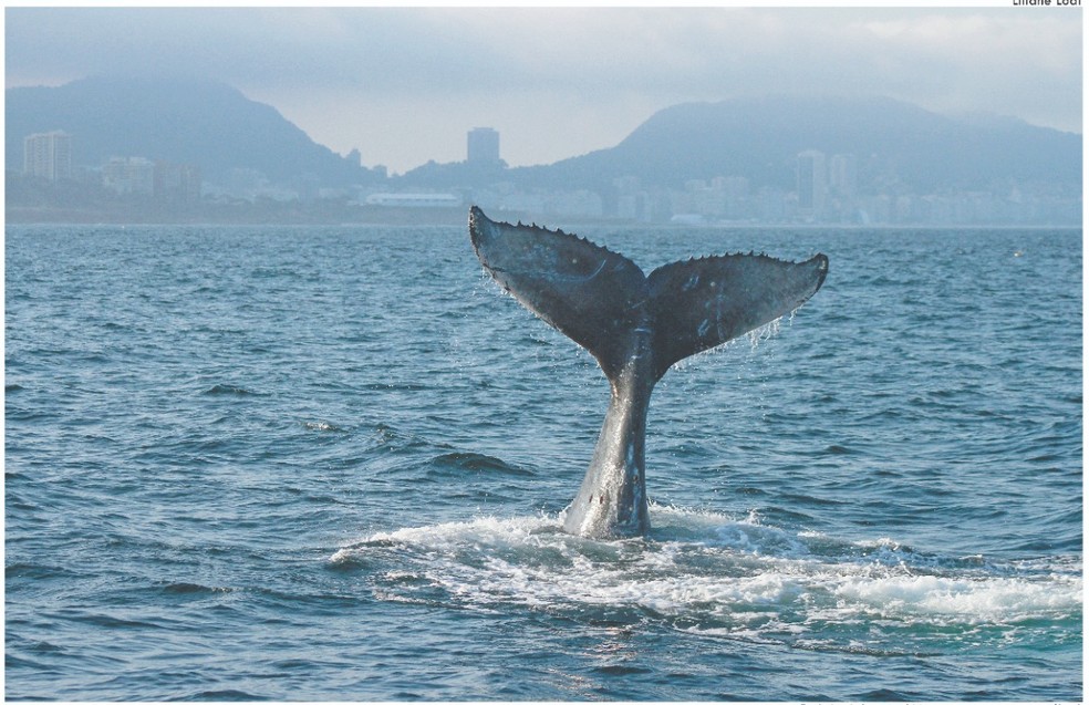 ÚLTIMAS NOTÍCIAS 20 janeiro / AquaRio recebe exposição sobre biodiversidade do Monumento Natural das Ilhas Cagarras / Link= G1 todos estados!