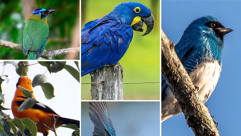 ÚLTIMAS NOTÍCIAS 11 agosto / Pantanal de cores: Veja as aves mais coloridas e bonitas do bioma / Link= G1 todos estados!